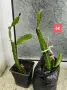 Драконов плод Питайя растения , снимка 5