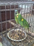 Парот център Бургас продава двойка синьочели амазони , снимка 4
