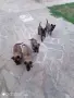 Белгийска овчарка Малиноа, снимка 1