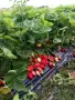 Продавам разсад ягоди, снимка 3