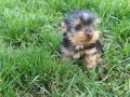 Мини йоркширски териери, снимка 7
