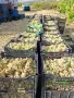 Мускат отонел ароматно грозде, снимка 1