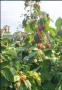 продавам разсад ягоди, снимка 15