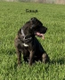 Cane Corso , снимка 7