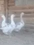 Гъсок с две гъски , снимка 2
