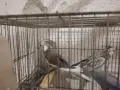 Продавам млади вълнисти папагали  и две млади корели, снимка 6