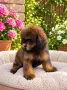 Кавапу Cavapoo F1b, снимка 3