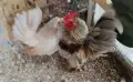 Продавам двойка серами, снимка 1