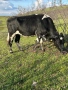 Продавам Крави за Клане, снимка 1