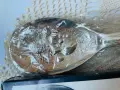 Нови красиви поср.прибори за сервиране от Италия , снимка 2