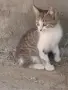 Котета подарявам!!!, снимка 1