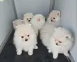 Померани    бели, снимка 5