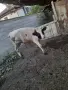 Теле.               ., снимка 3