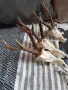 красиви сръндаци, снимка 2