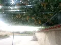 Продажба на грозде., снимка 4