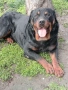 Ротвайлер мъжки , снимка 7