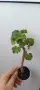 Pelargonium Ю Мерлезон, снимка 4