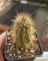 Продавам следния “ Echinocereus Polyacanthus v. Huitcholensis’ , саксия 7х7. Изпращам по корен!, снимка 1 - Градински цветя и растения - 44809255
