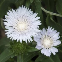 Stokesia leavis White(Стокезия бяла), снимка 2 - Градински цветя и растения - 39813668