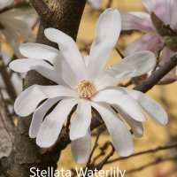 Магнолия - Magnolia НАЛИЧНИ 24 ВИДА Студоустoйчиви, снимка 12 - Градински цветя и растения - 28046229