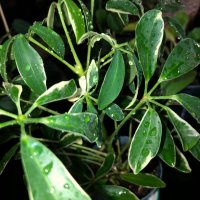 Schefflera variegata , снимка 1 - Стайни растения - 42499817