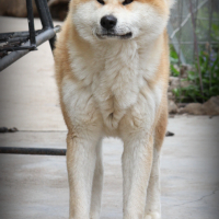 Akita inu male , снимка 2 - Акита ину - 44811632