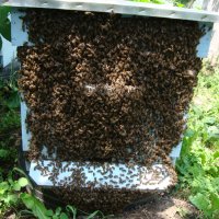 Пчелни семейства, ДБ, снимка 5 - За пчели - 39910963