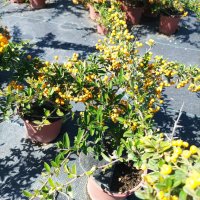 Пираканта, студоустойчива!! Оранжева Orange Charmer и жълта  Soleil d'Or, снимка 7 - Градински цветя и растения - 42209662