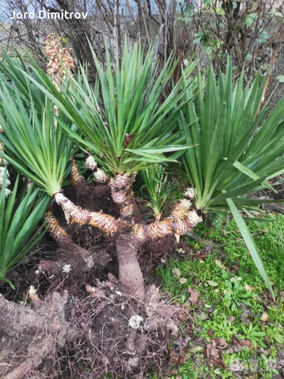 Палма юка външна студоустойчива, снимка 1