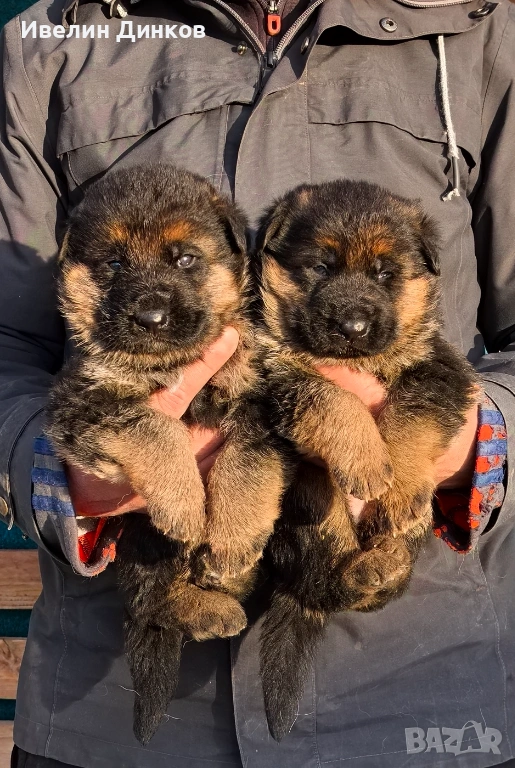 Мъжки немски овчарки с родословие. , снимка 1