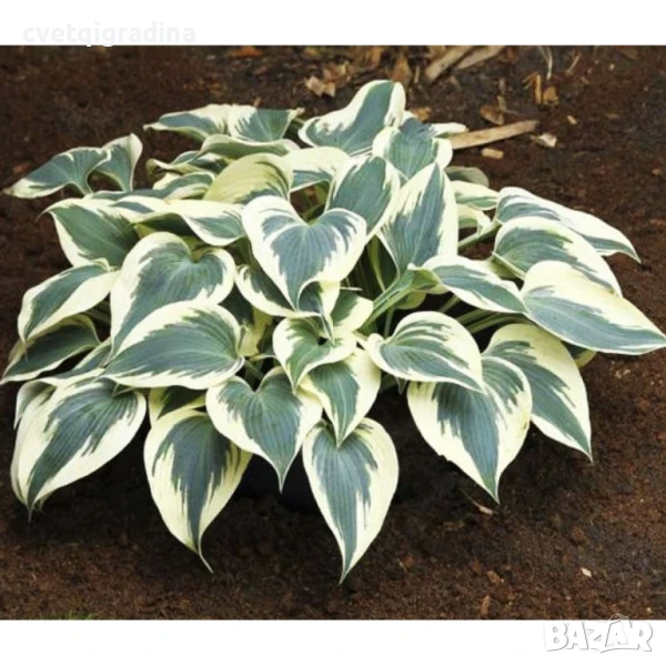 Hosta Firn Line (Хоста Снежна линия), снимка 1