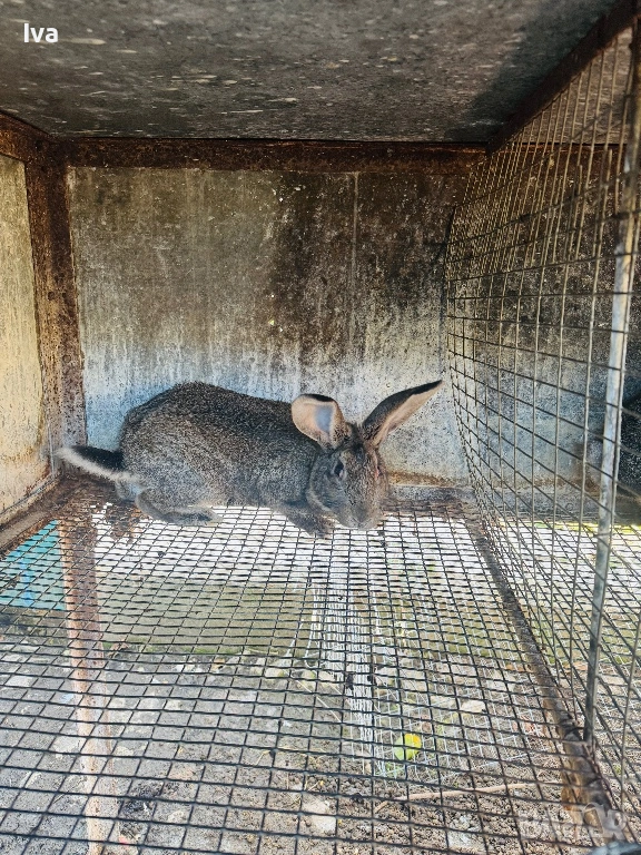 Продавам зайци на 6 месеца, снимка 1