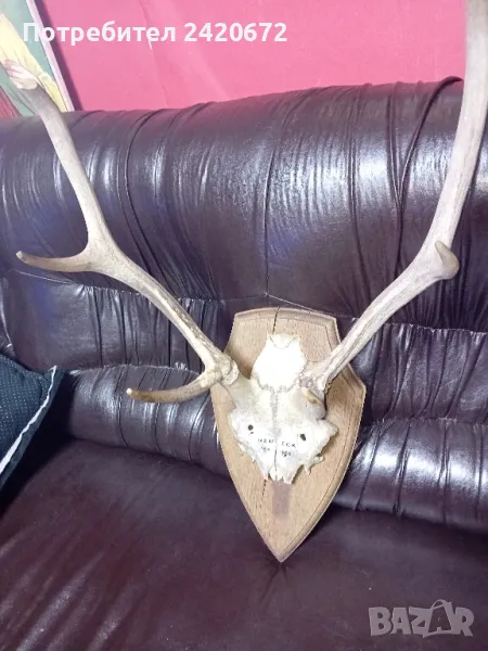 ловен трофей  сърандак, снимка 1