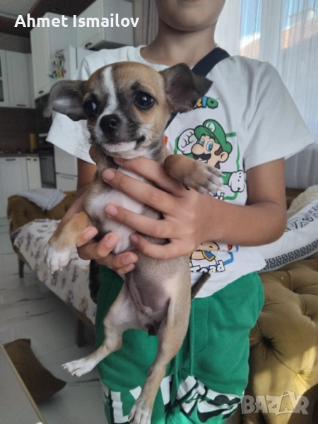Мини пинчер, снимка 1
