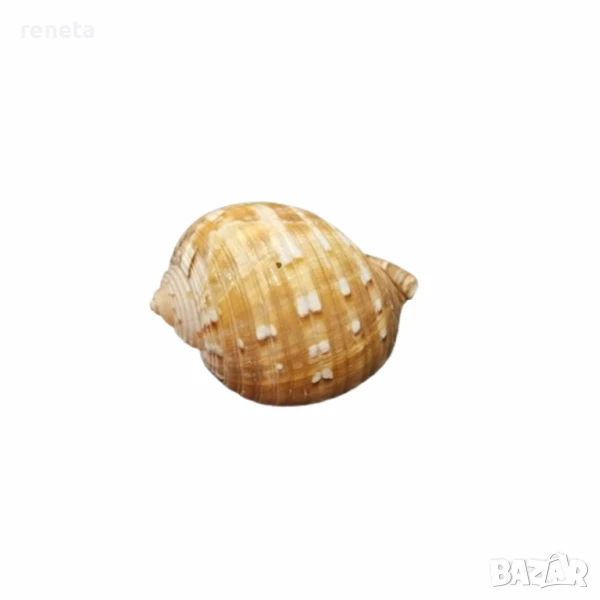 Раковина Tonna allium, Естествена, 11 см, снимка 1