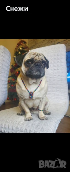 Мъжки мопс за РАЗПЛОД, снимка 1