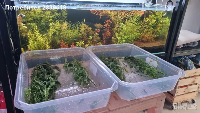 лесни за отглеждане аквариумни растения , снимка 1