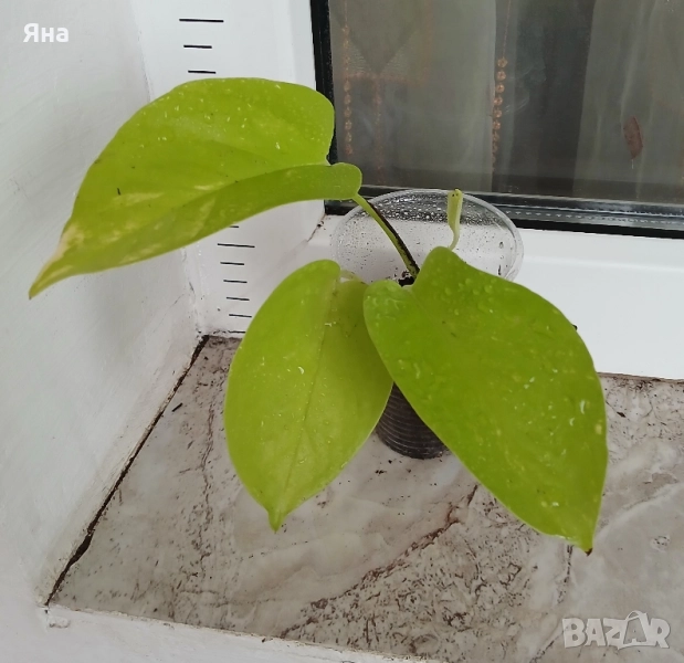 Епипремнум Неон, снимка 1