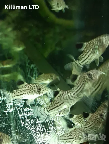 Коридорас джули, снимка 1