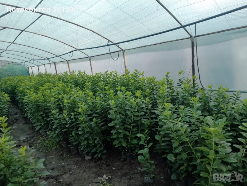 лавровишна 4лв,  лейланди 5лв, снимка 1