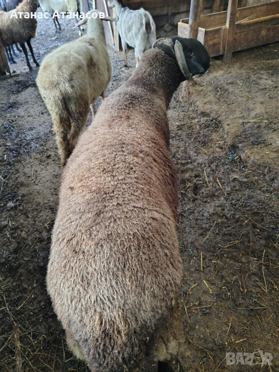 Редовен коч, снимка 1