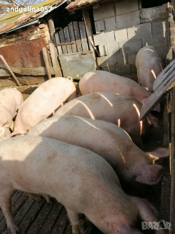 Прасета за клане, снимка 1