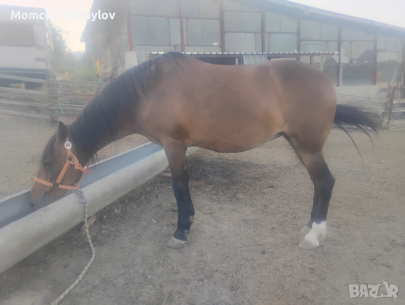 продавам кобила , снимка 1