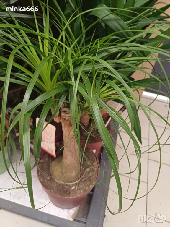 Юка Маид Трее, снимка 1