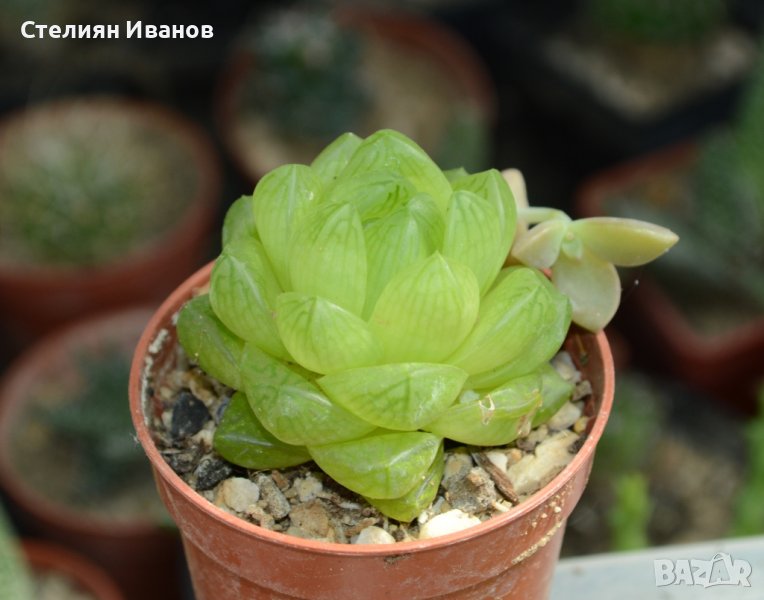 Хавортия (Haworthia cymbiformis var. obtusa), снимка 1