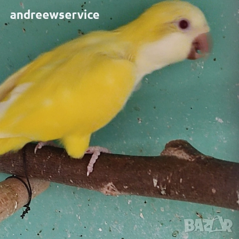 Монаси чифт, снимка 2 - Папагали - 52032670