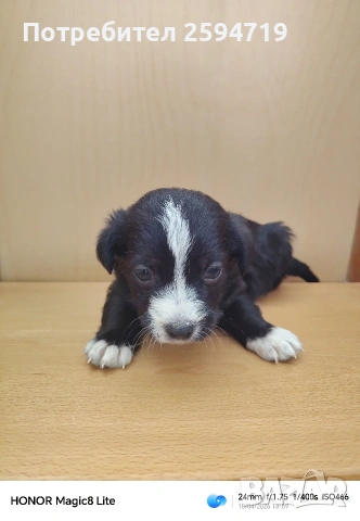 Продавам кученца пинчер, снимка 2 - Пинчер - 54286814