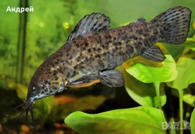 Калихти чифтове, снимка 2 - Рибки - 49857066