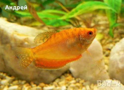 червен трихогастер 