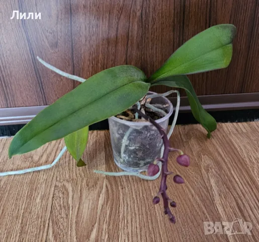 Орхидея фаленопсис мултифлора , снимка 2 - Стайни растения - 38671299